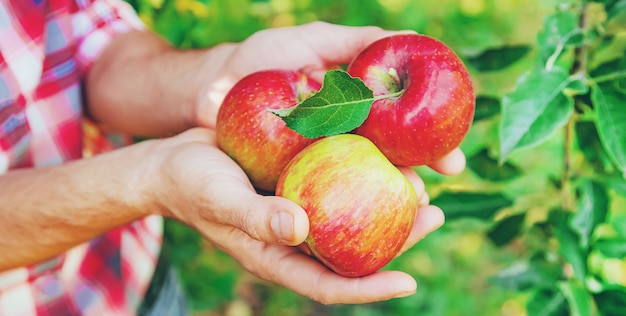 Man gardener picks apples in the garden in the garden. Selective focus.