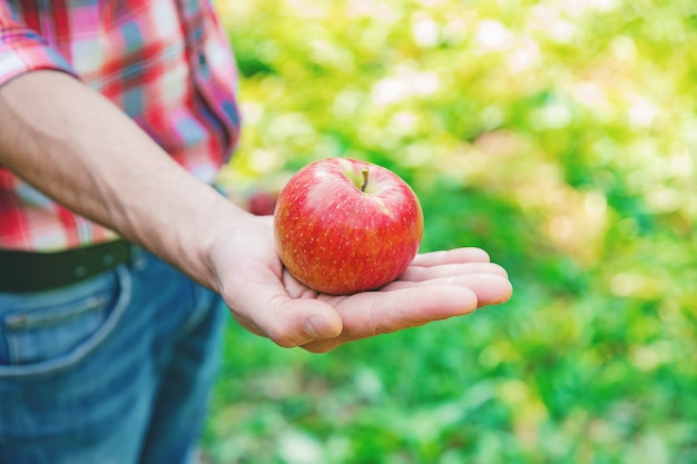 Man gardener picks apples in the garden in the garden