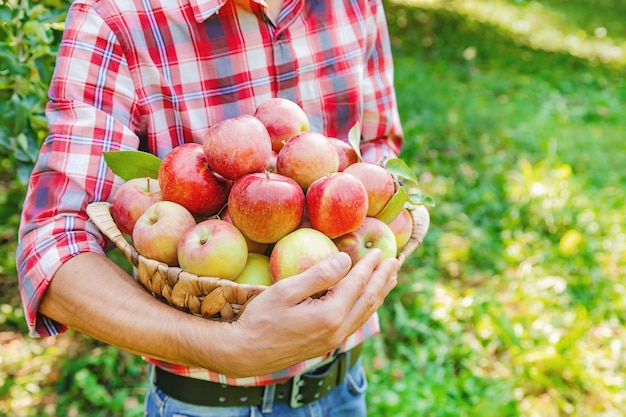 Man gardener picks apples in the garden in the garden