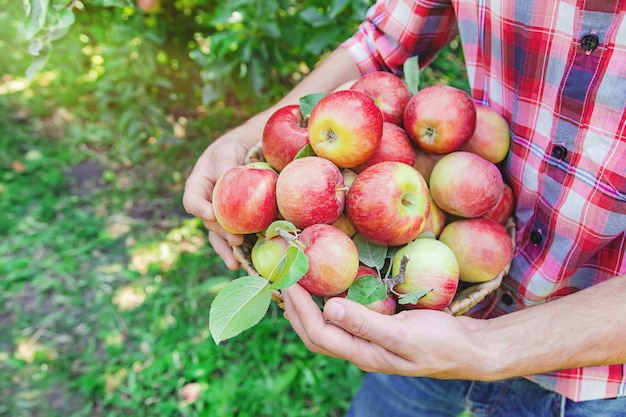 Man gardener picks apples in the garden in the garden