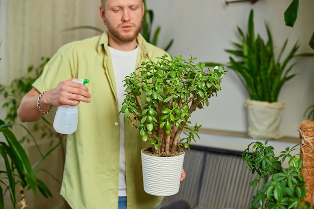 Man gardener spraying watering Crassula pot at home