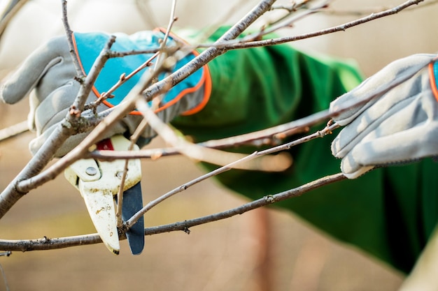 Man in gloves cuts branches from a tree caring for the garden