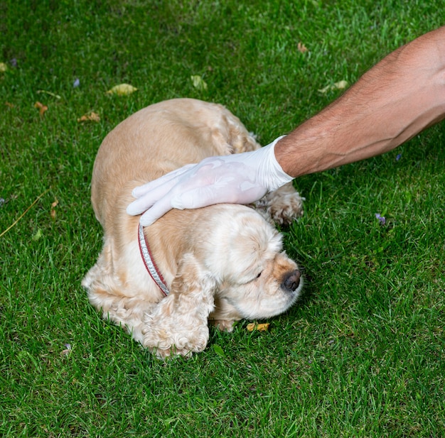 Man in gloves petting his dog