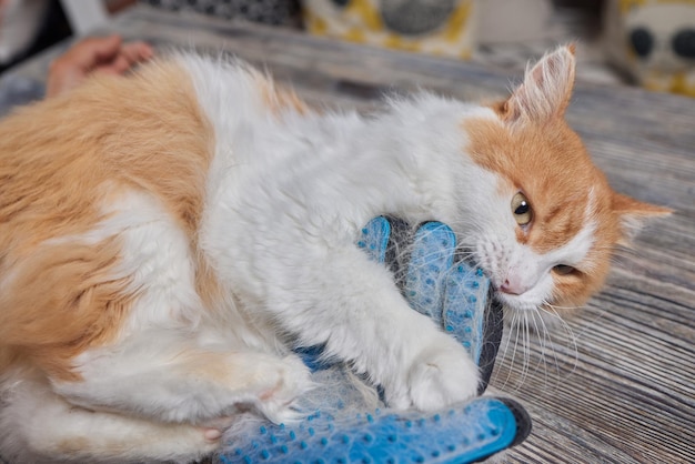 Man grooming cat with special gloves pet care