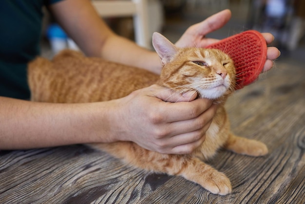 Man grooming cat with special gloves Pet care