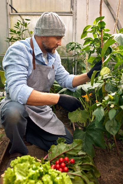 Man growing and picking vegetables outdoor