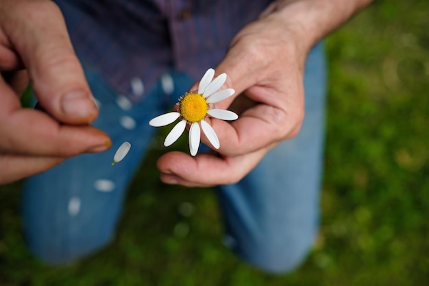 The man guesses on a chamomile on nature in summer