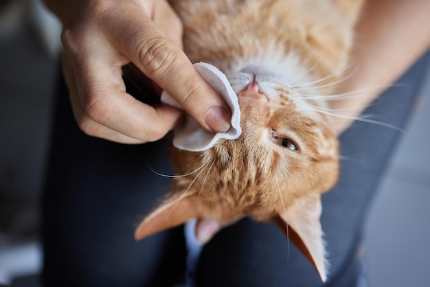 Man hand cleaning her cat eyes with cotton pad