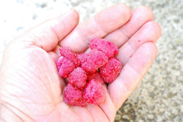 man hand holding Raspberries image of a