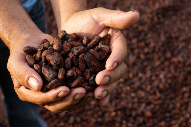 Man Hand holds cocoa beans close up