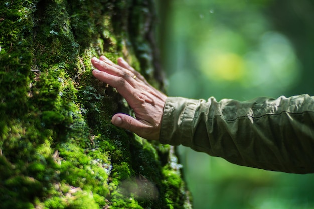 Man hand touch the tree trunk closeup Bark woodCaring for the environment The ecology the concept of saving the world and love nature by human