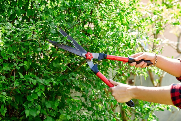 Man hands cuts branches of bushes with hand pruning scissors.