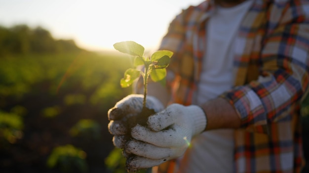 Photo man hands holding fresh green plant wrinkled hands holding green small plant new life and growth concept seed and planting concept