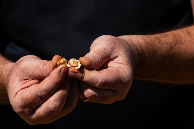 Man hands holding open peanut pod in sunny day