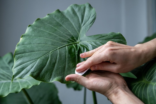 Man hands wiping dust from plant leaves taking care of houseplant Alocasia using wet cotton pad