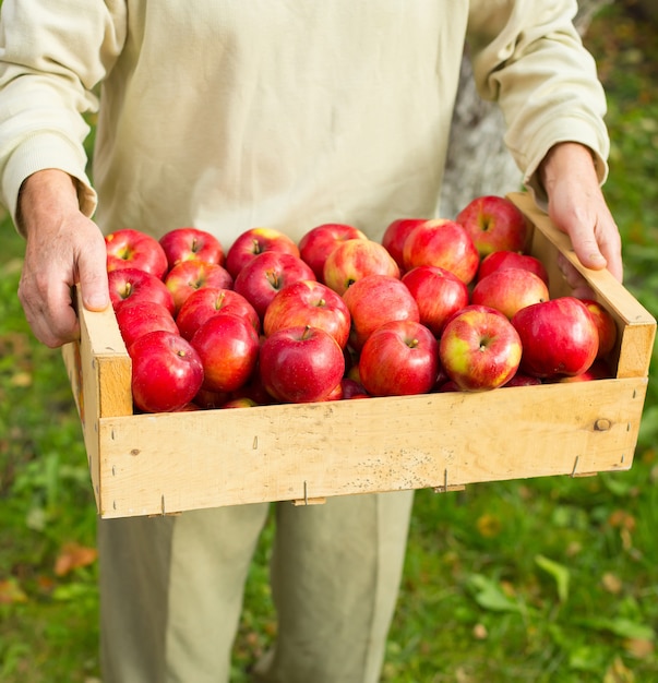 Man hold big box with beautiful clean apple in garden