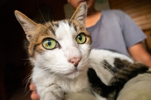 Man hold his cat on his thighs and play with him at home