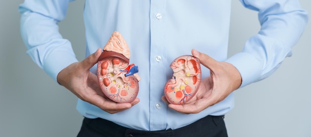 Man holding Anatomical human kidney Adrenal gland model disease of Urinary system and Stones Cancer world kidney day Chronic kidney and Organ Donor Day concept