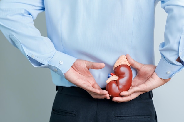 Man holding Anatomical human kidney Adrenal gland model disease of Urinary system and Stones Cancer world kidney day Chronic kidney and Organ Donor Day concept