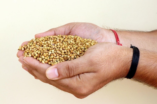 A man holding dried Coriander seed in hand