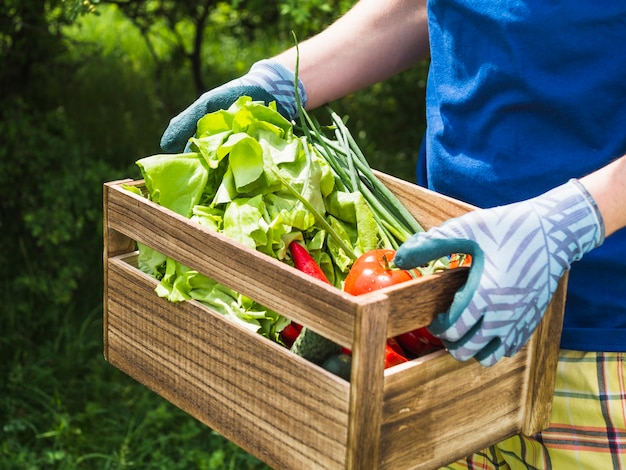 Man holding fresh organic vegetables in crate