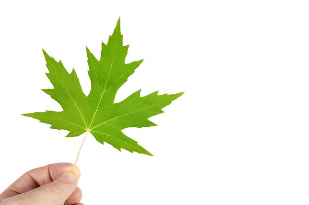 Man holding green maple leaf isolated on white background