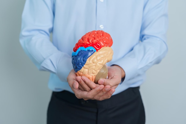 Man holding human Brain model World Brain Tumor day Brain Stroke Dementia alzheimer parkinson and world mental health concept