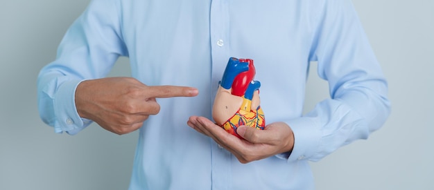 Man holding human Heart model Cardiovascular Diseases Atherosclerosis Hypertensive Heart Valvular Heart Aortopulmonary window world Heart day and health concept