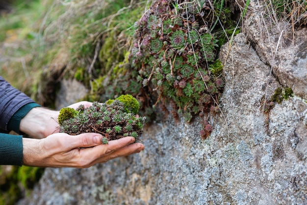 Man holding succulents and moss in his hands.