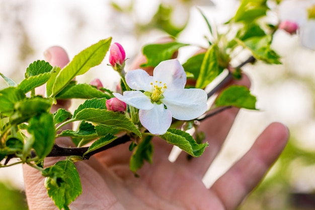 A man holds a branch of apple with a flower and buds in his hand