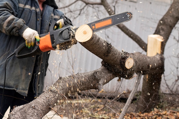 A man holds a chainsaw and saws a tree.
  Hardwood processing in the forest. Sawdust fly.