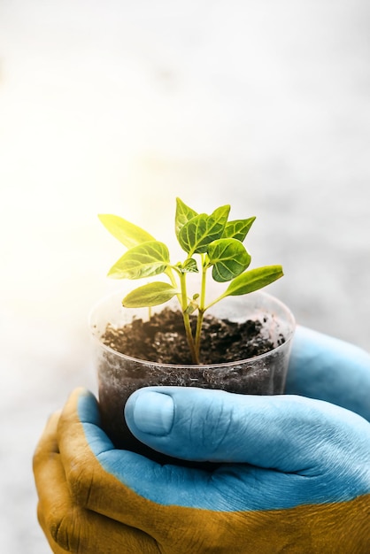 A man holds a green seedling in his ukrainian yellow blue flag hands support and hope is the faith