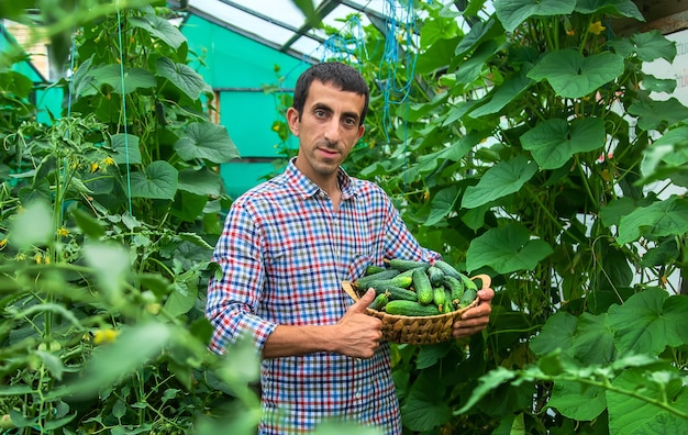 A man holds a harvest of cucumbers in his hands. Selective focus. Kid.