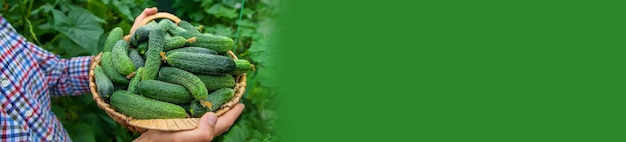 A man holds a harvest of cucumbers in his hands. Selective focus. Kid.