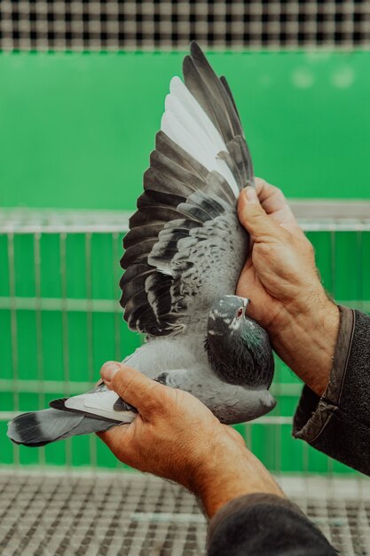 a man holds a pigeon in his hand with his wings extended