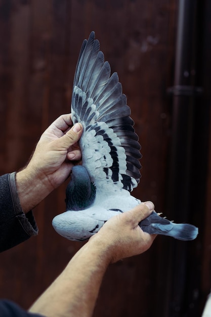 a man holds a pigeon in his hand with his wings extended