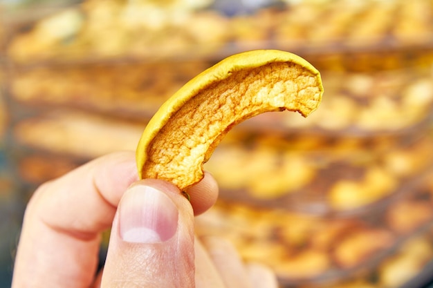 Man holds a slice of dried apple on background of sliced apples in the food dryer