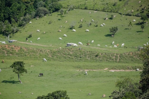 man on horse looking for cattle in pasture