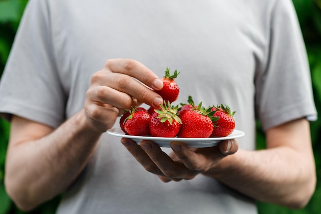 Man is holding a plate with homegrown big strawberries picking up one strawberry from a plate Close up