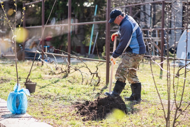 A man is planting a young tree The farmer is digging the ground with a shovel for a small seedling The concept of protection of the environment and ecology