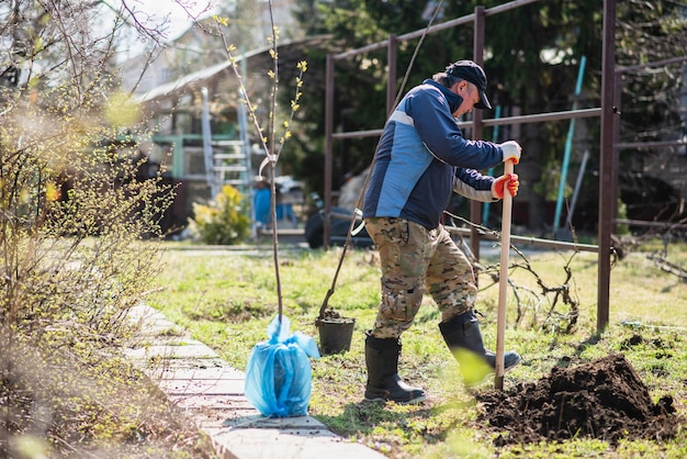 A man is planting a young tree The farmer is digging the ground with a shovel for a small seedling The concept of protection of the environment and ecology