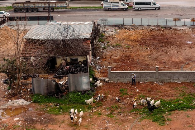 Photo a man is standing in front of a building with goats