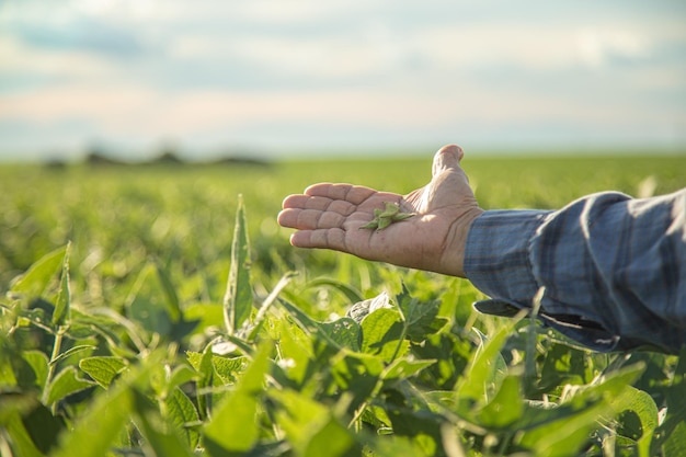 Man looking at soybean seed in plantation at sunset