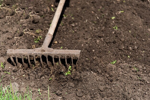 Man loosens the earth with a rake