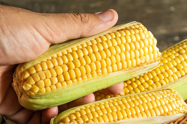 Man male hand pickung up a delicious raw yellow corn with green leaf and cob over dry straws