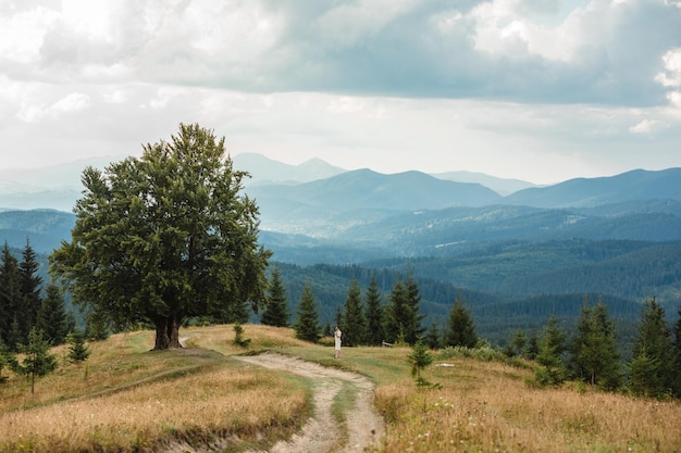 Man near old big beech tree in the mountains