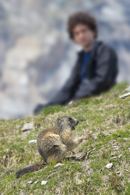 Man observing ground hog marmot