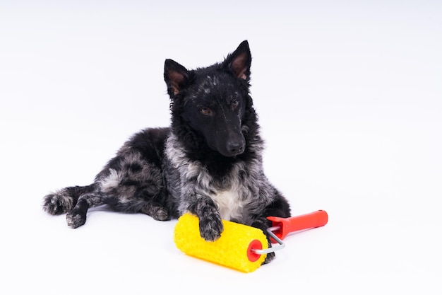 Man painting his dog doing renovation work in room good relationship between a dog and his owner