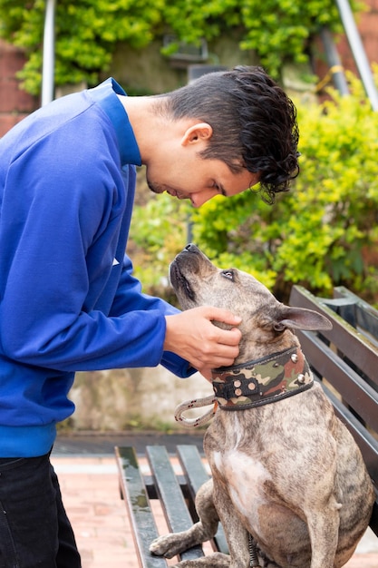 Man petting his cute pit bull dog Wearing blue clothes on orange background Vertical photo