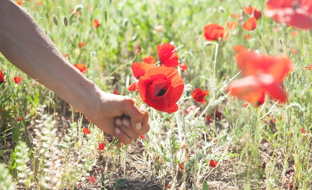 Man picking up red poppies. Poppy field